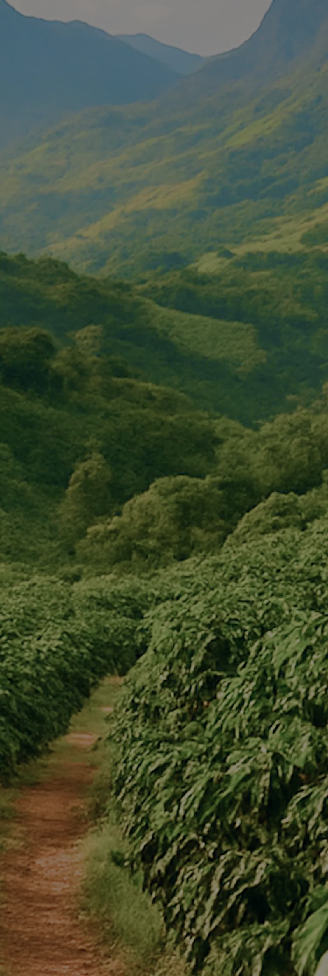 Constructora 1A - Comprar desde el exterior